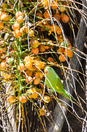 Green Maritaca bird eating some orange mini coconuts.