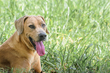 Happy dog with tongue out in the field.の写真素材