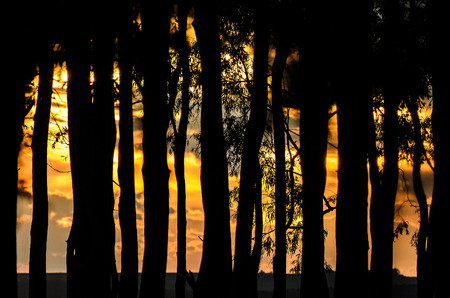 Silhouette of trees on an orange sunset. Silhouette of Ipe plantation.の写真素材