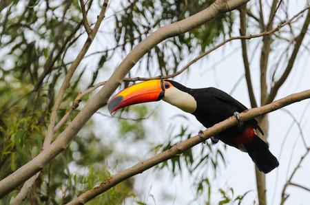 Toucan watching in the jungle on a tree branch in the wild. Bird with long orange beak, blue eyes...