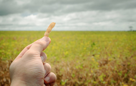 Hand holding a soybean pod with the horizon in the background with a plantation landscape on a farm on a cloudy day.の写真素材