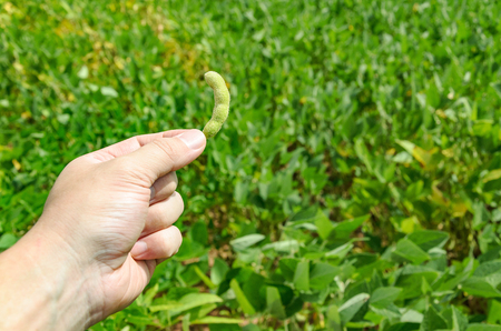 Hand holding a green soybean pod. In the background the soybean plantation on a rural and agriculture scene.の写真素材