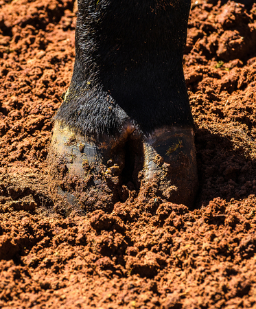 Hoof of an black ox's paw on a dirt ground.の写真素材