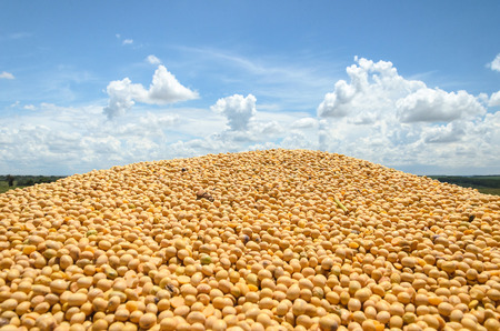 Many freshly harvested soy beans. Soya with a blue sky on background. Rural landscape.の写真素材