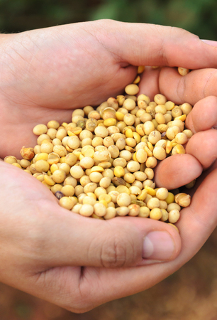 Hands holding a handful of freshly harvested soybeans from the plantation of a farm. Mens hand holding soya grains.の写真素材