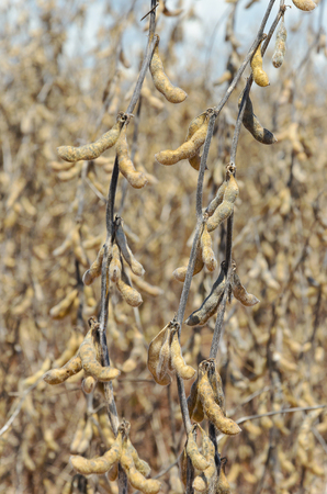 Soybeans ready for harvest. Planting of soybeans with mature grains, dry pods and dry branches.の写真素材