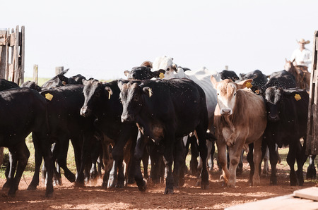 Cattle running to the corral after weaning. Mixed cattle with some black, brown and white calves passing through the gate of the farm's corral. Blurred cowboy on background.の写真素材