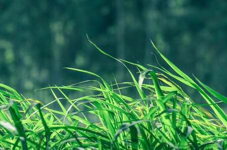 Nature background: Green grass background moving to the side with the wind.の写真素材
