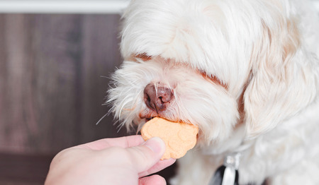 Hand giving a white lhasa apso dog a cracker.の写真素材