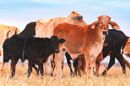 Herd with cows and calves on the pasture of a farm. Milky cows, dry pasture, mixed colors, pasture of procreation and feeding. Beautiful livestock background.の写真素材