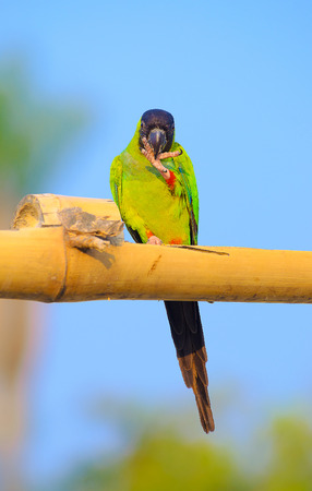 Green parakeet with a black hood on the head and red stripe on legs. Bird known as black-hooded...