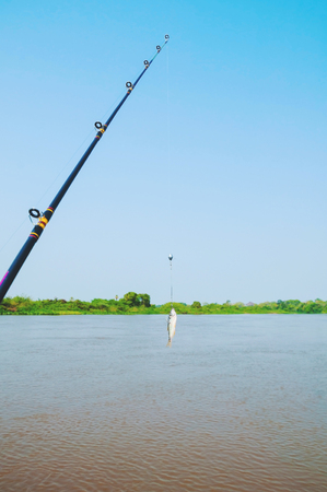 Fishing rod with a Lambari fish hooked on the fishhook as a bait for fishing. Pantanal, Brazil.の写真素材