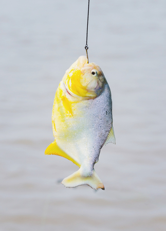 Piranha hooked hanging by hook in fishing line.