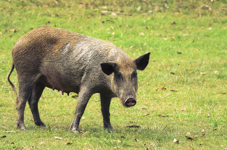 Wild dirty pig on a green grass of Pantanal in Brazil.の写真素材