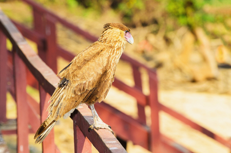 Hawk Caracara on a fence with light brown feathers, a light pink beak. Side view of the bird known...