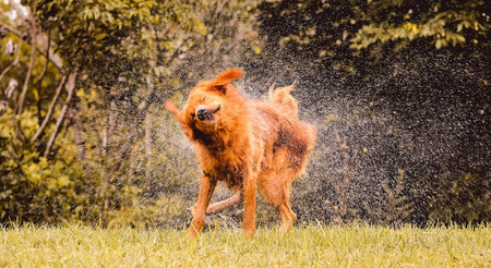 Wet dog shaking and splashing water drops all around. Beautiful wet Golden Retriever dog after on nature.の写真素材
