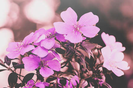 Pink flowers background. Depth of field.