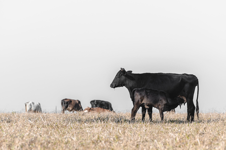 Black cow breastfeeding a little calf on a drought pasture of a farm and other cows unfocused on background. Suckling calf.の写真素材
