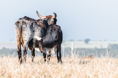 Brindle cow breastfeeding a little calf on a drought pasture of a farm. Suckling calf. Cow on the left.の写真素材