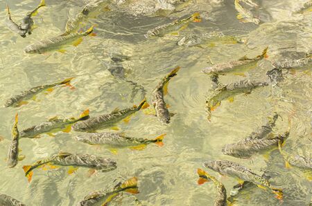 Shoal of fishes swimming on the surface of the transparent water of a river at the touristic...