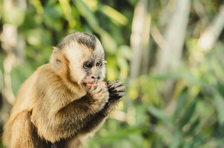 Wild monkey cub in the jungle eating an apple fruit. Primate Macaco Prego (nail monkey), Sapajus. Brazilian - South American animal. Space for text.の写真素材