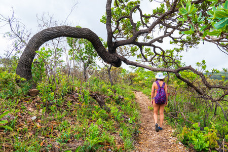 CapitÃ³lio - MG, Brazil - December 08, 2020: Tourist walking on the trail of the woods of the Cerrado Mineiro passing under a gnarled tree, eco tourism at Trail of the Sun.のeditorial素材