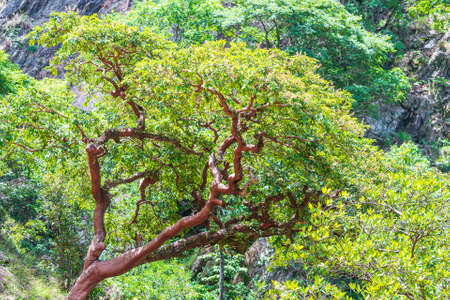 Landscape of a tree and vegetation of the Brazilian Cerrado Mineiro of Minas Gerais state.