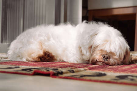 White dog sleeping on the carpet of home. Lhasa after dog.の写真素材