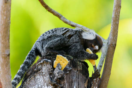 Wild marmoset on a tree trunk eating a water cracker, of a tourist area. Beautiful animal with white...