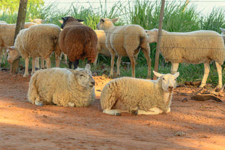 Two sheep that escaped from the farm's pasture lying on the ground of a dirt road in front of the flock.の写真素材