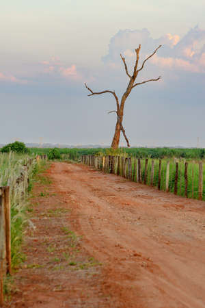 Big dead tree with dry branches, with no leaves on the side of a dirt road in a rural area.の写真素材