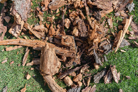 Tree branch lying in pieces on the lawn after falling from the tree. Dry and hollow twig inside.の写真素材