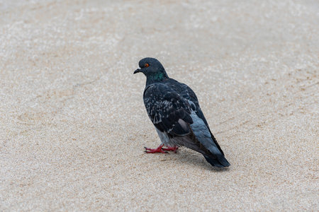 A dove on the sand of a beach in a coastal town, dove landed on the sand.の写真素材