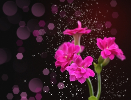Kalanchoe flower design With copy-spaceの写真素材