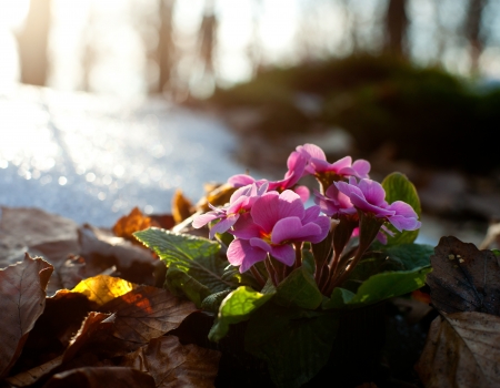 Beautiful pink primrose on natural backgroundの写真素材