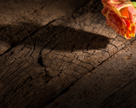 Orange rose on an old wooden backgroundの写真素材