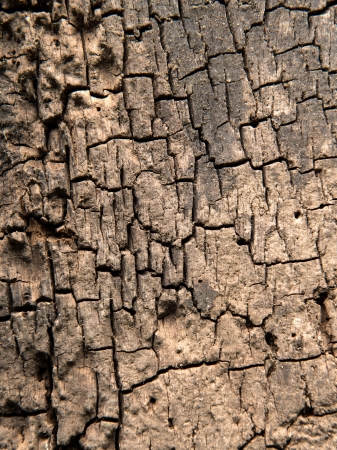 Natural textured old wooden grunge wooden background の写真素材