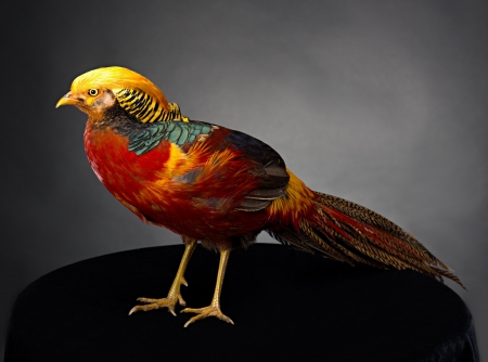 The golden pheasant on black background の写真素材