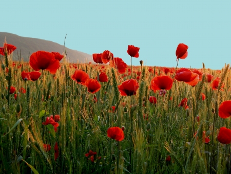 Close-up of red poppy flowers in summerの写真素材