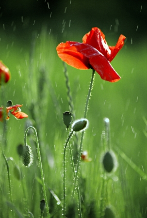 Close-up of red poppy flowers in summerの写真素材