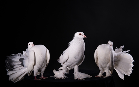 Three white pigeons  on black backgroundの写真素材