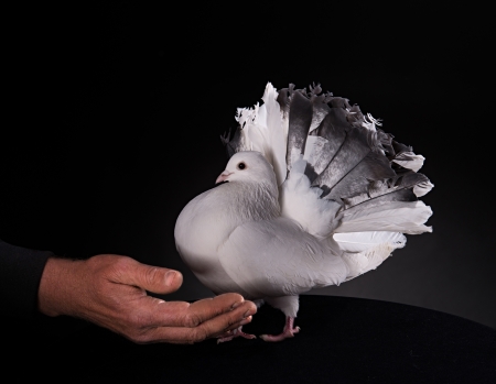 White Pigeon and Male Hand on Black Backgroundの写真素材