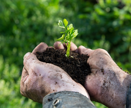Farmer holding a green young plant  Symbol of spring and new life 
