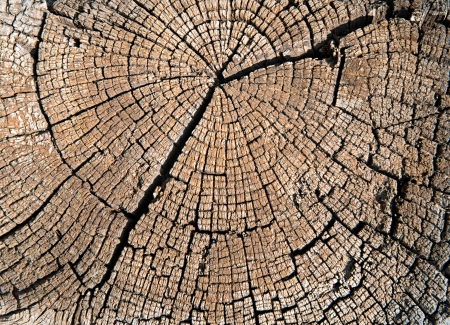 Close up image of wooden log  Wooden texture の写真素材