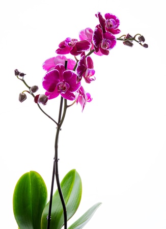 Colorful pink orchid on white backgroundの写真素材