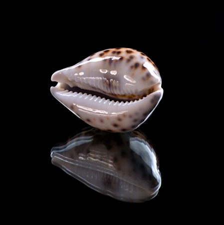 Sea shell with reflection on a black background