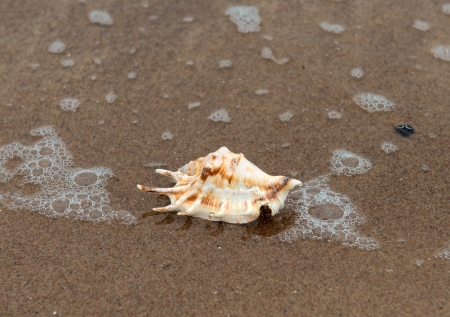 Sea background with seashell on the sandy beach