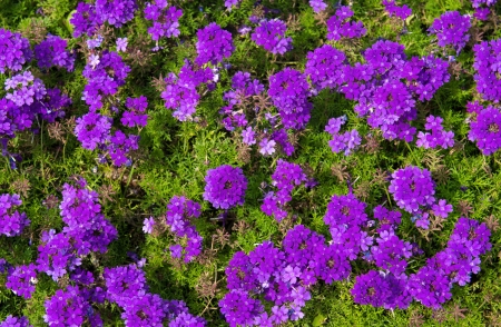 Colorful floral background from small flowersの写真素材
