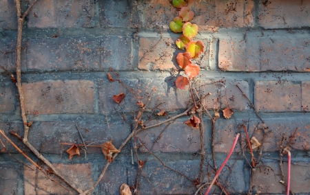 Old brick wall and wild grapesの写真素材