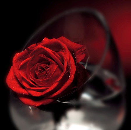 Red rose flower on a dark backgroundの写真素材